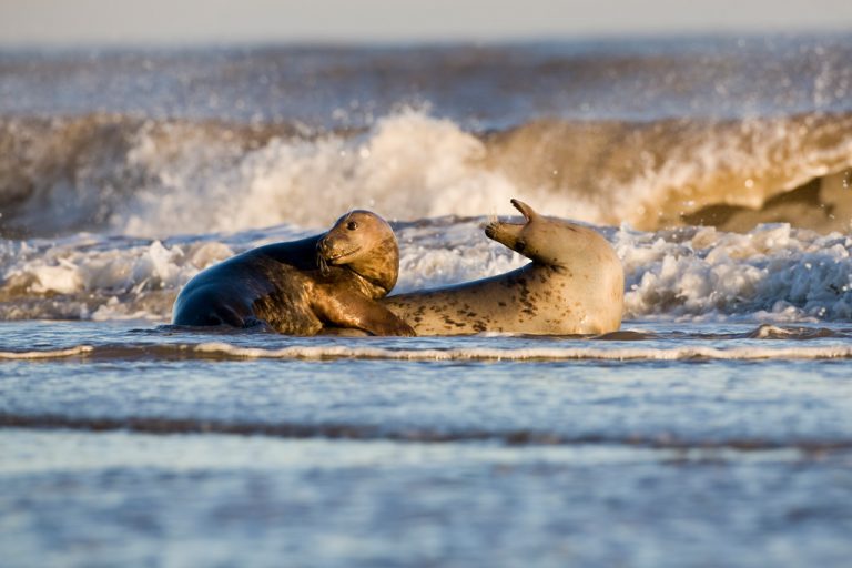Grey Seals on shoreline