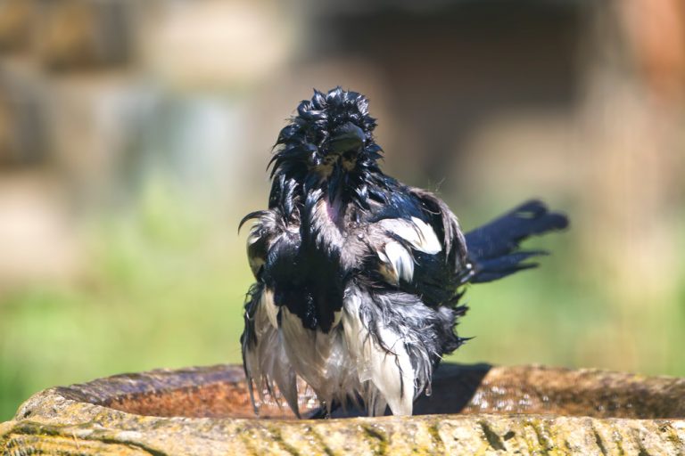Magpie (Pica pica) bathing